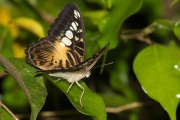 *Le Voilier (Lpidoptre - Nymphalidae - Parthenos sylvia)